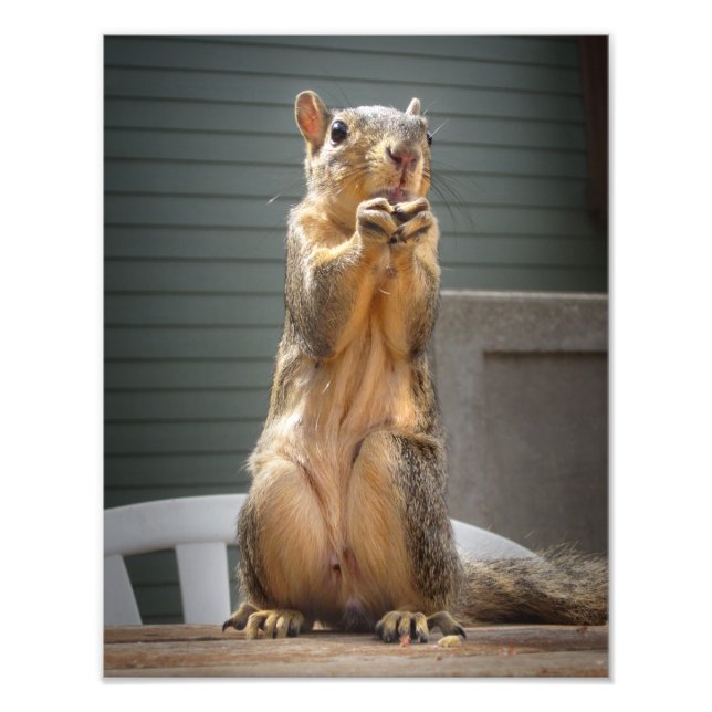 Cute Squirrel Closeup with Nut 3 Photo Print (Front)