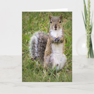 Cute Squirrel Do you want some? Holiday Card