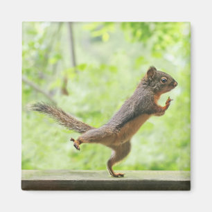 Cute Squirrel Doing Tai Chi Magnet