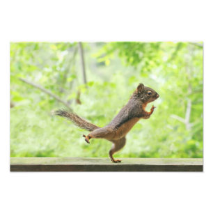 Cute Squirrel Doing Tai Chi Photo Print