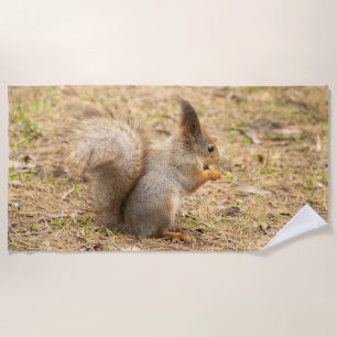 Cute squirrel eats a nut photo beach towel