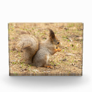 Cute squirrel eats a nut photo block