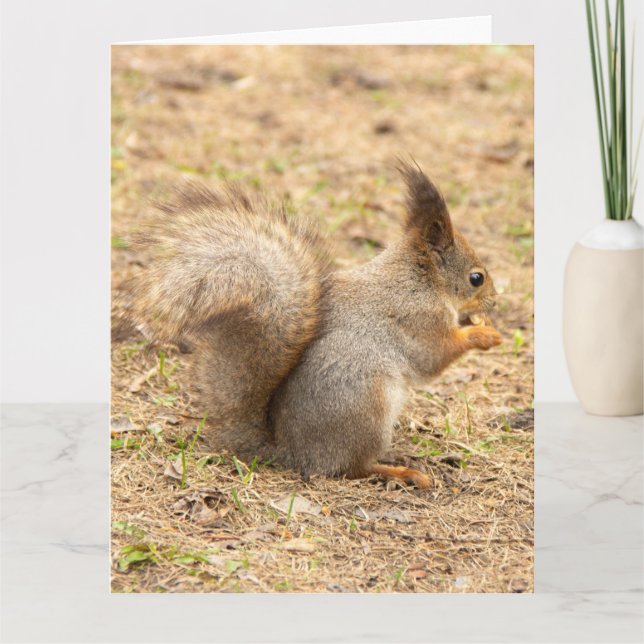 Cute squirrel eats a nut photo card (Front)