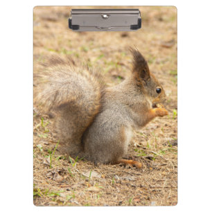 Cute squirrel eats a nut photo clipboard