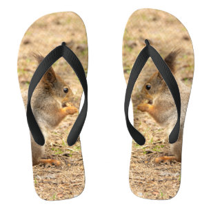 Cute squirrel eats a nut photo flip flops