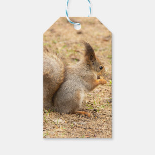 Cute squirrel eats a nut photo gift tags