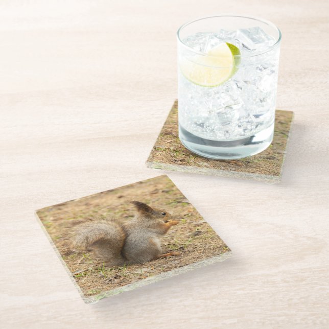 Cute squirrel eats a nut photo glass coaster (Angled)
