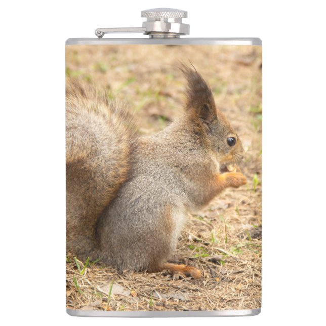 Cute squirrel eats a nut photo hip flask (Front)