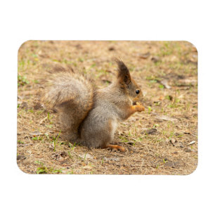 Cute squirrel eats a nut photo magnet