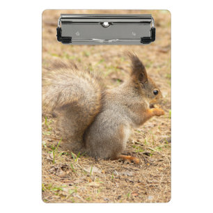 Cute squirrel eats a nut photo mini clipboard