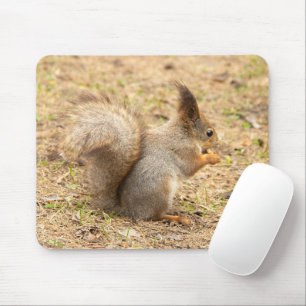 Cute squirrel eats a nut photo mouse pad