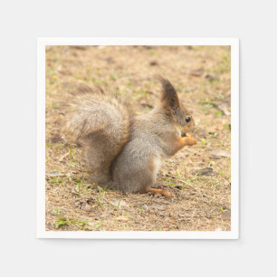 Cute squirrel eats a nut photo napkin