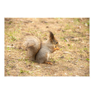 Cute squirrel eats a nut photo print