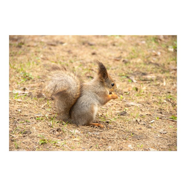 Cute squirrel eats a nut photo print (Front)