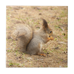 Cute squirrel eats a nut photo tile