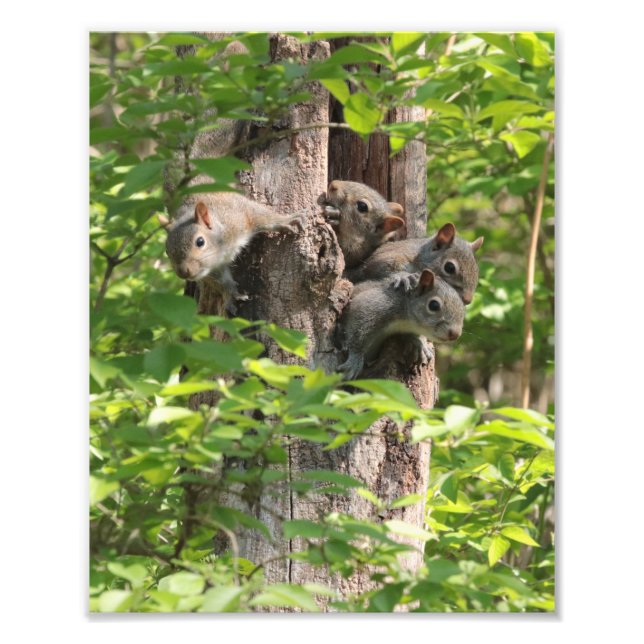 Cute Squirrel Family in Spring Nature Photography Photo Print (Front)