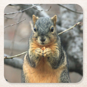 Cute Squirrel Having a Snack Square Paper Coaster
