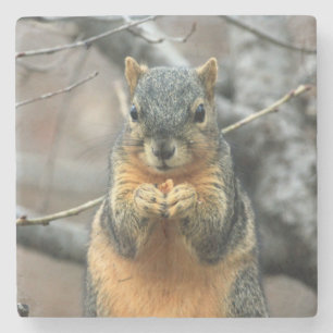 Cute Squirrel Having a Snack Stone Coaster