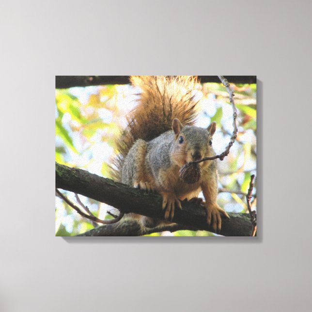 Cute Squirrel Holding a Nut Photography Canvas Art (Front)