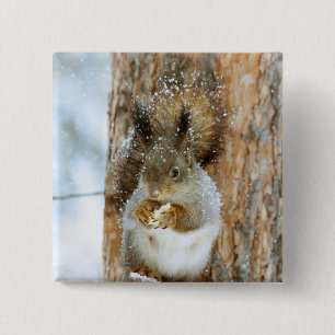 Cute Squirrel in a Winter Landscape 2 Inch Square Button