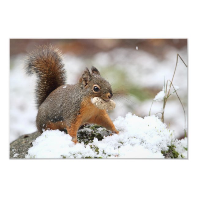 Cute Squirrel in Snow with Peanut Photo Print (Front)