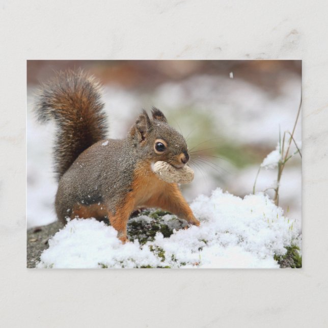 Cute Squirrel in Snow with Peanut Postcard (Front)