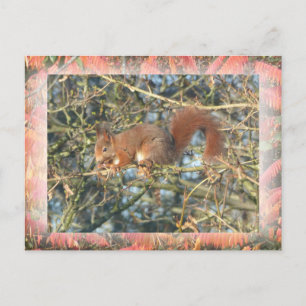 Cute Squirrel in Tree with Border DIY Postcard