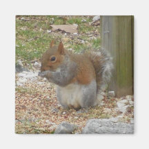 Cute Squirrel Magnet