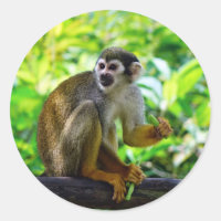 Cute squirrel monkey