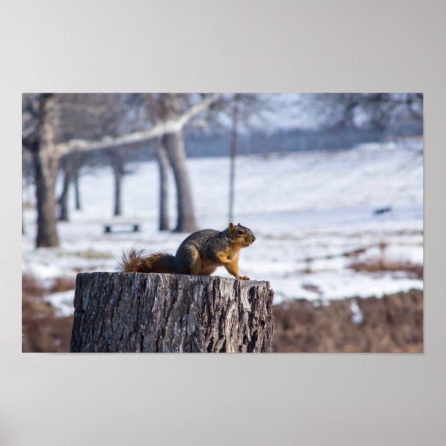 "Cute squirrel on a tree stump. Poster (Front)