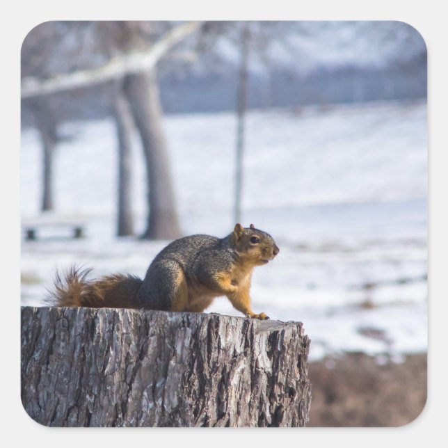 "Cute squirrel on a tree stump. Square Sticker (Front)