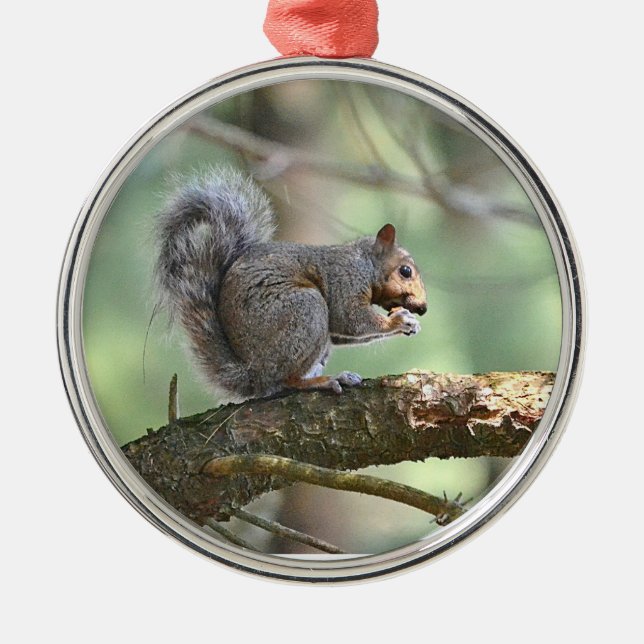 Cute Squirrel Ornament (Front)