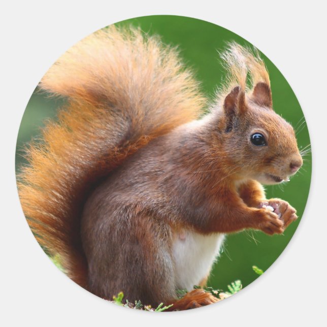 Cute Squirrel Picture Classic Round Sticker (Front)