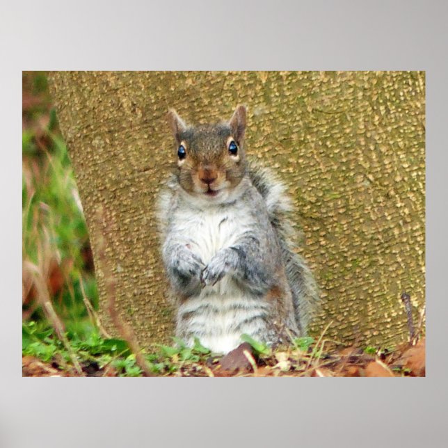 Cute Squirrel Poster (Front)