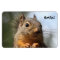 Cute Squirrel Smiling Closeup Photo