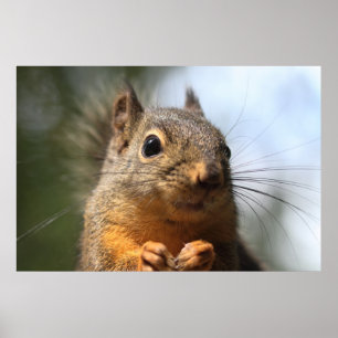 Cute Squirrel Smiling Closeup Photo Poster