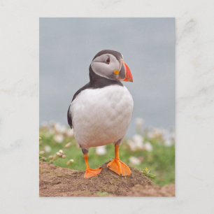 Cute Standing Puffin Postcard