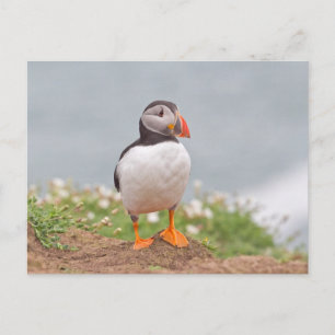 Cute Standing Puffin Postcard