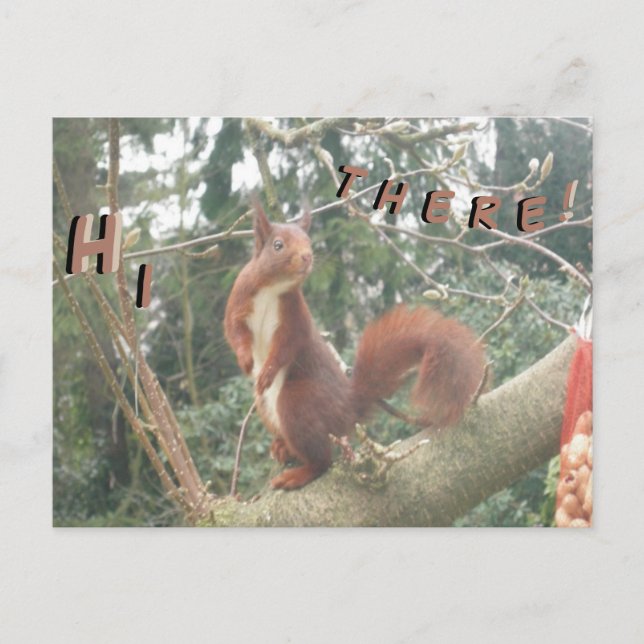 Cute Standing Squirrel HELLO Postcard (Front)