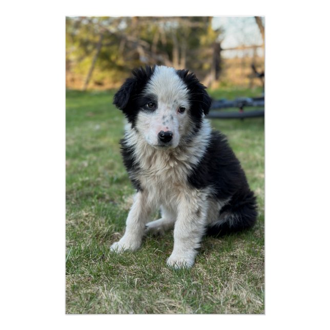 Cute stray puppy poster (Front)