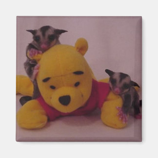 cute sugar glider joeys magnet
