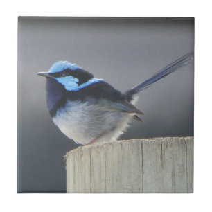 Cute Superb Fairywren Tile