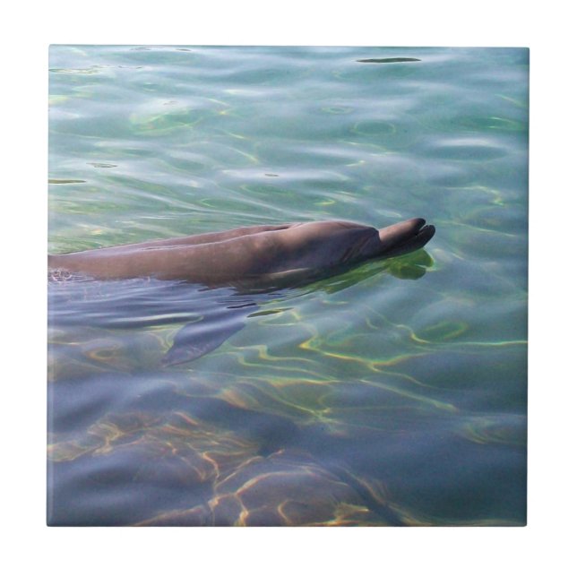 Cute Swimming Dolphin Tile (Front)