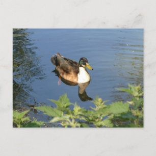 Cute Swimming Duck DIY Postcard