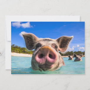 Cute Swimming Pig Exuma Bahamas Invitation