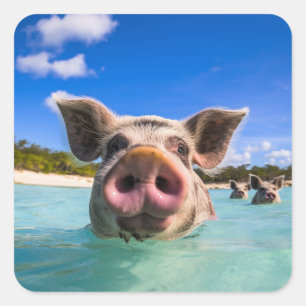 Cute Swimming Pig Exuma Bahamas Square Sticker