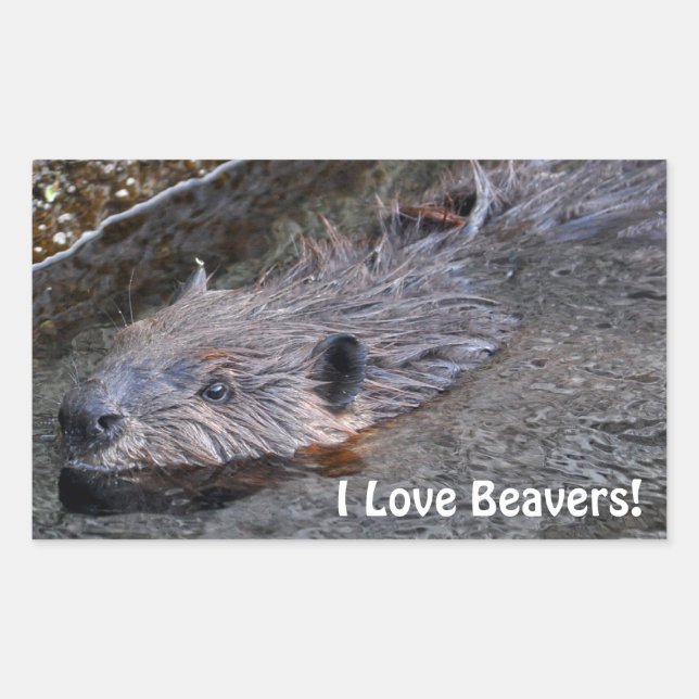 Cute Swimming Wild Beaver Wildlife Photo Sticker (Front)
