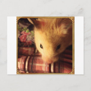 Cute Syrian Hamster Postcard