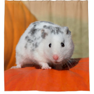 Cute Syrian Hamster White Black Spotted Funny Pet