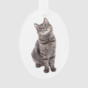 Cute tabby Cat